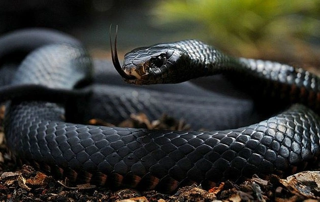 Black Mamba
