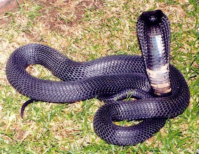 Black-necked Spitting Cobra