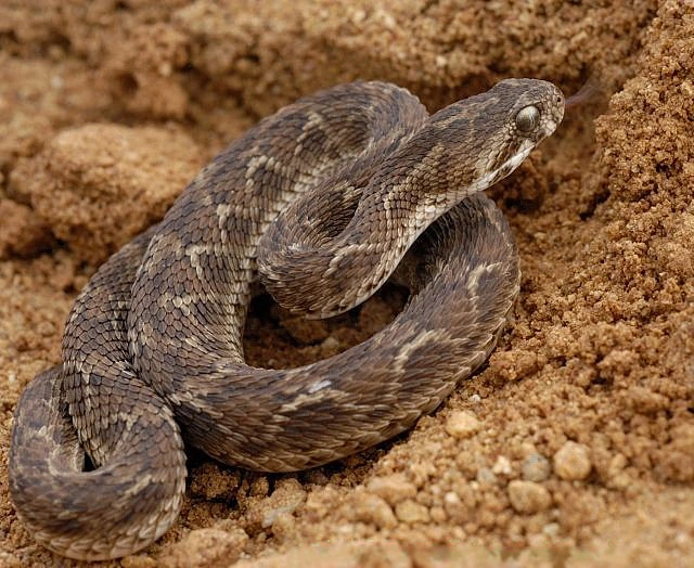 Carpet Viper
