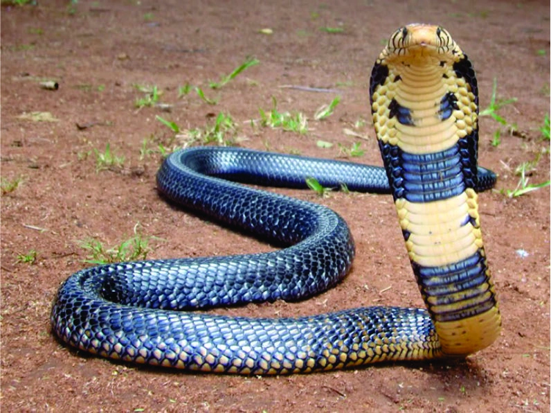 Forest Cobra