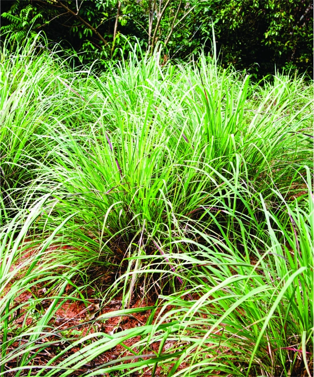 Lemon Grass