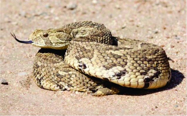 Puff Adder