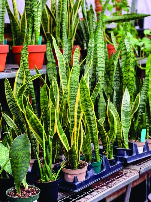 Snake Plant